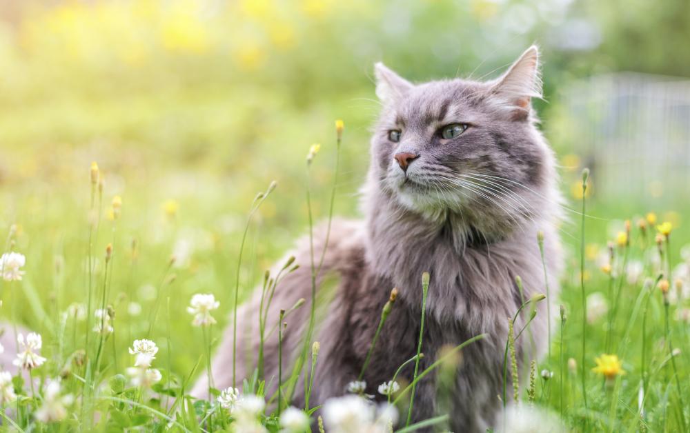 Chat